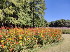 -上海共青森林公园