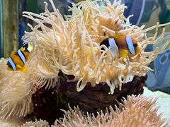 -太平洋海底世界