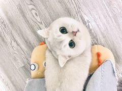 -东方名猫馆·英短金渐层布偶猫舍(环线广场1号楼店)