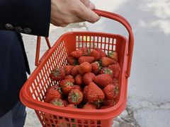 -喜杨洋草莓采摘园