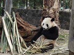-都江堰中华大熊猫苑