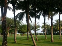 热带树-三亚亚龙湾红树林度假酒店