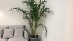 -T8 SALON