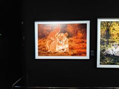 -罗红摄影艺术馆