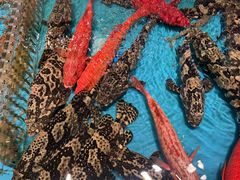 -甬上名灶(天一阁·翠柏店)