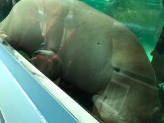 -悉尼海洋生物水族馆
