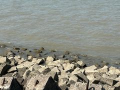 -上海滨江森林公园