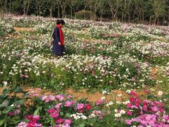 -松山湖梦幻百花洲