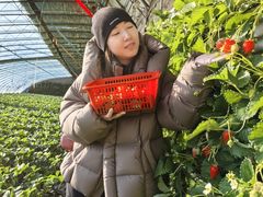 -大自然农场蔬菜草莓采摘园