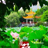 洪湖公园拍荷花之「夏雨荷」没有雨💦💦💦