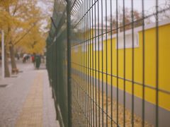 -三里屯东五街银杏大道