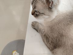 -共舞时光猫咖·狗咖(新街口店)