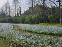-上海滨江森林公园