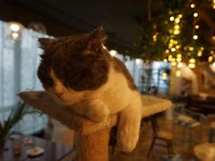 -共舞时光猫咖·狗咖(新街口店)