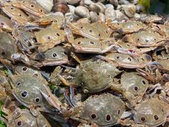 -苏格里岛自助海鲜烤肉(青秀万达店)