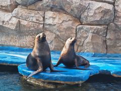 -华夏文旅海洋公园