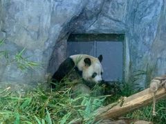 -深圳野生动物园