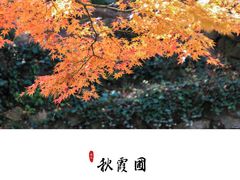 -秋霞圃