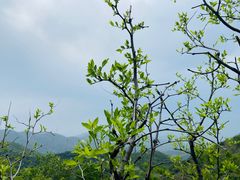 -香山公园