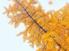 -三里屯东五街银杏大道