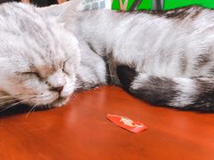 -李小姐の猫咖啡馆(五角场店)