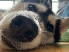 -Husky Go! 哈士奇体验馆·宠物咖啡厅狗咖