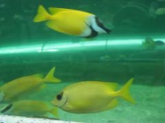 -悉尼海洋生物水族馆