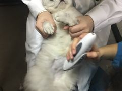 -安安宠医宠物医院·异宠·犬猫内科(岳阳分院)
