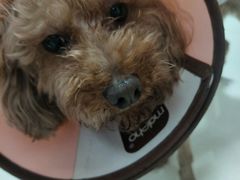 -安安宠医·安宠宠物医院