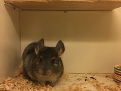 -龙猫仔乐园(惠福东路店)