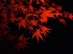 -遵化市禅林寺古银杏风景园