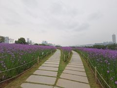 -深圳湾公园(南山区)