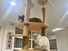 -楼上猫咖(罗湖店)