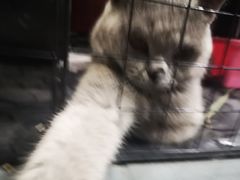 -顺德哥卜卜贝(旗舰店)