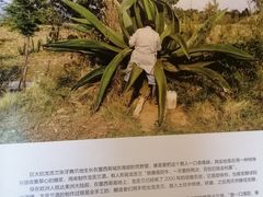 -慢象咖啡(台江店)