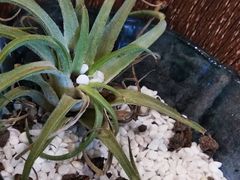 -绿杨馄饨店(湖滨新天地店)