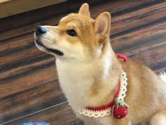 -豆柴町-柴犬主题狗咖(红鼎国际C座店)