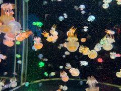 -太平洋海底世界