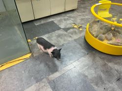 -神奇动物撸宠馆·羊驼·小浣熊·异宠(豫园店)