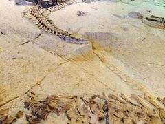 恐龙博物馆-自贡恐龙博物馆