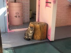 -喵屿·大理花园猫咖