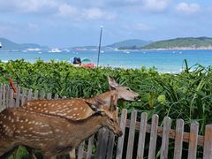 -三亚亚龙湾天域度假酒店