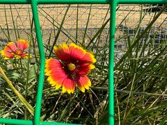 -羊亭河湿地公园