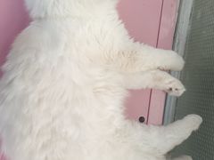 -猫小院猫主题咖啡厅(北锣店)