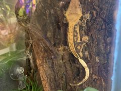 -Rabbit Cafe私房西餐甜点咖啡(栖霞路店)