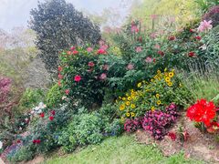 -深圳仙湖植物园
