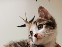 -瑞派宠物医院·犬猫全科·猫友好(宾水西道店)