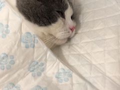 -灵美宠物诊所