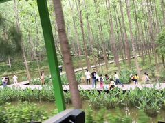 -合肥滨湖国家森林公园