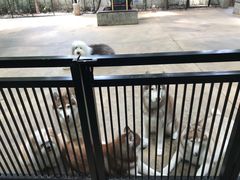 -TrueLove @ Neverland (Husky Cafe)